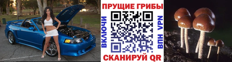 как найти закладки  дарк нет телеграм  Псилоцибиновые грибы мицелий  Кашира 